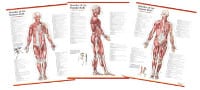 Trail Guide to the Body Muscles of the Human Body Posters (3 Set) Product Thumbnail