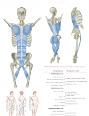 Anatomy Trains 3rd Edition Posters Image