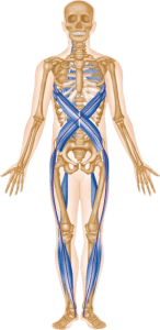 About Anatomy Trains Image